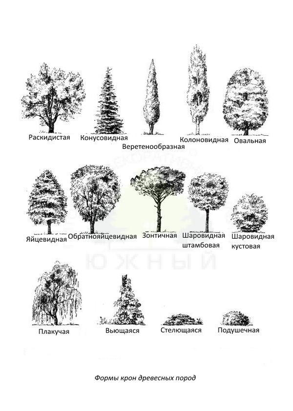 Фото и описания формирования крон деревьев и кустарников