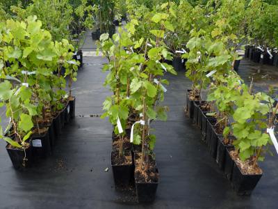 Размножение винограда черенками весной - видео