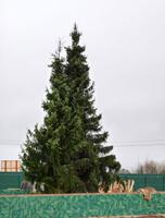 Крупномеры Ели сербской (Picea omorica) 11 м. Крупномеры Ели сербской (Picea omorica) 11 м.