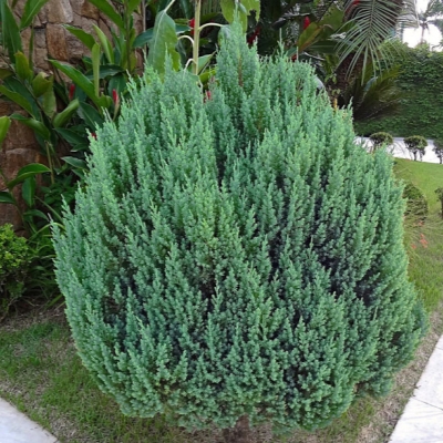 Можжевельник китайский 'Стрикта' Можжевельник китайский 'Стрикта'