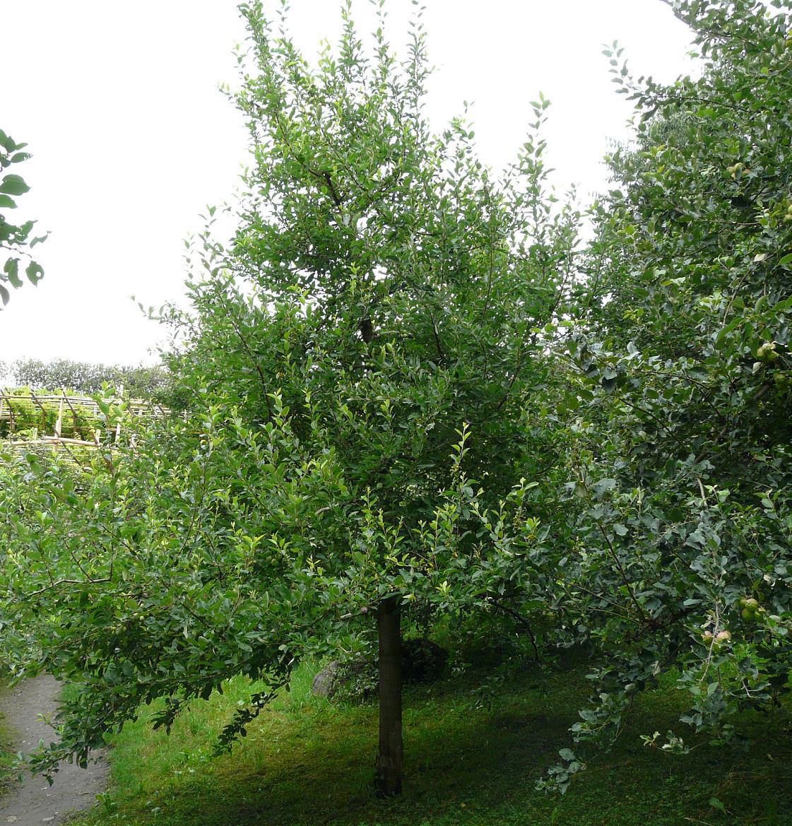 Грушовка яблоня взрослое дерево