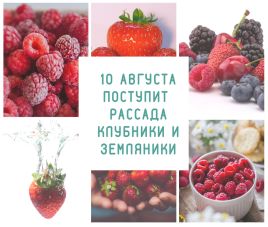 Новости 10 августа поступление земляники и клубники!