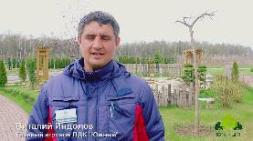 Обрезка декоративно лиственных кустарников