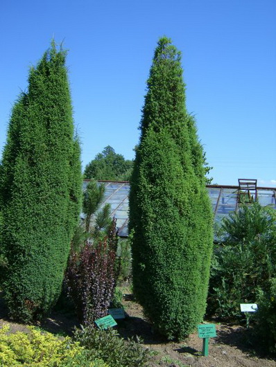 Можжевельник обыкновенный 'Суецика' Можжевельник обыкновенный 'Суецика'