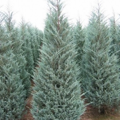 Можжевельник скальный 'Мунглоу' Можжевельник скальный 'Мунглоу'