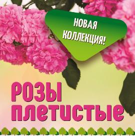 Новости Коллекция плетистых роз
