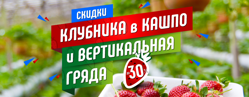 С 22.07 по 31.08 скидки на землянику в кашпо