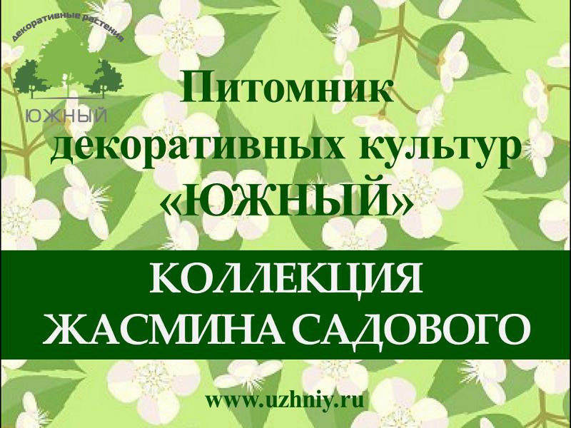 Сорта Жасмина садового (чубушника) - Презентация Сорта Жасмина садового (чубушника) - Презентация