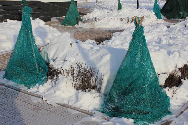 Новости Подготовим Ваш сад к зиме! Комплексные мероприятия для сада.