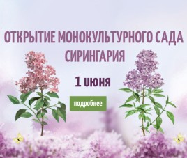 Новости Открытие сирингария и авторских садов