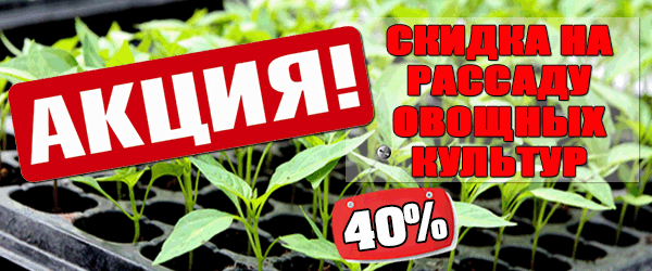 Новости Распродажа рассады овощных культур