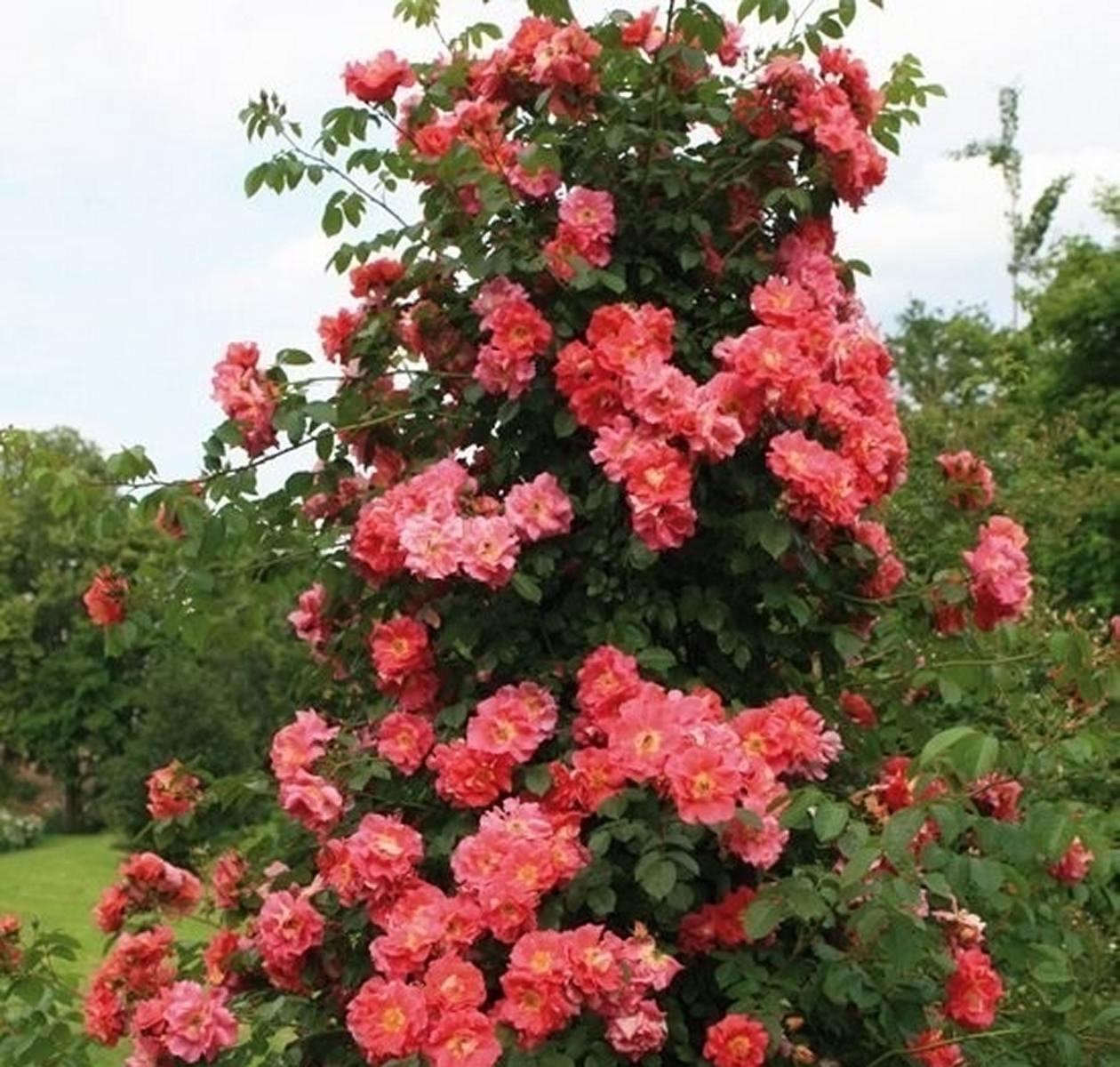 Розы баяццо (Bajazzo)