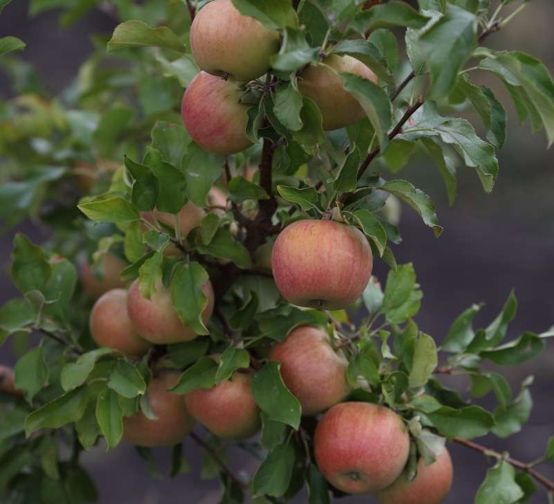 Яблоня домашняя 'Бельфлер-китайка' Яблоня домашняя 'Бельфлер-китайка'