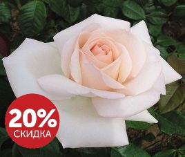 Новости Месяц Август радует нас новыми скидками!
