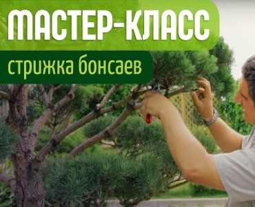 Мастер класс по стрижке бонсаев