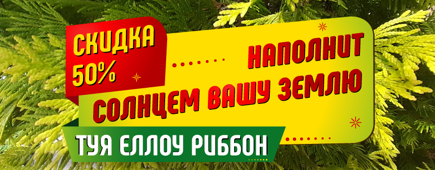Скидка 50% на Туи Еллоу риббон