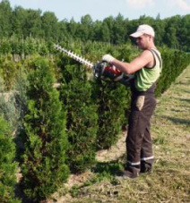 Полезные советы Стрижка декоративных хвойных растений