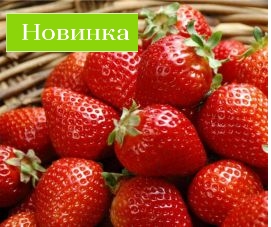 Новости Мы завезли клубнику и землянику на садовый центр!