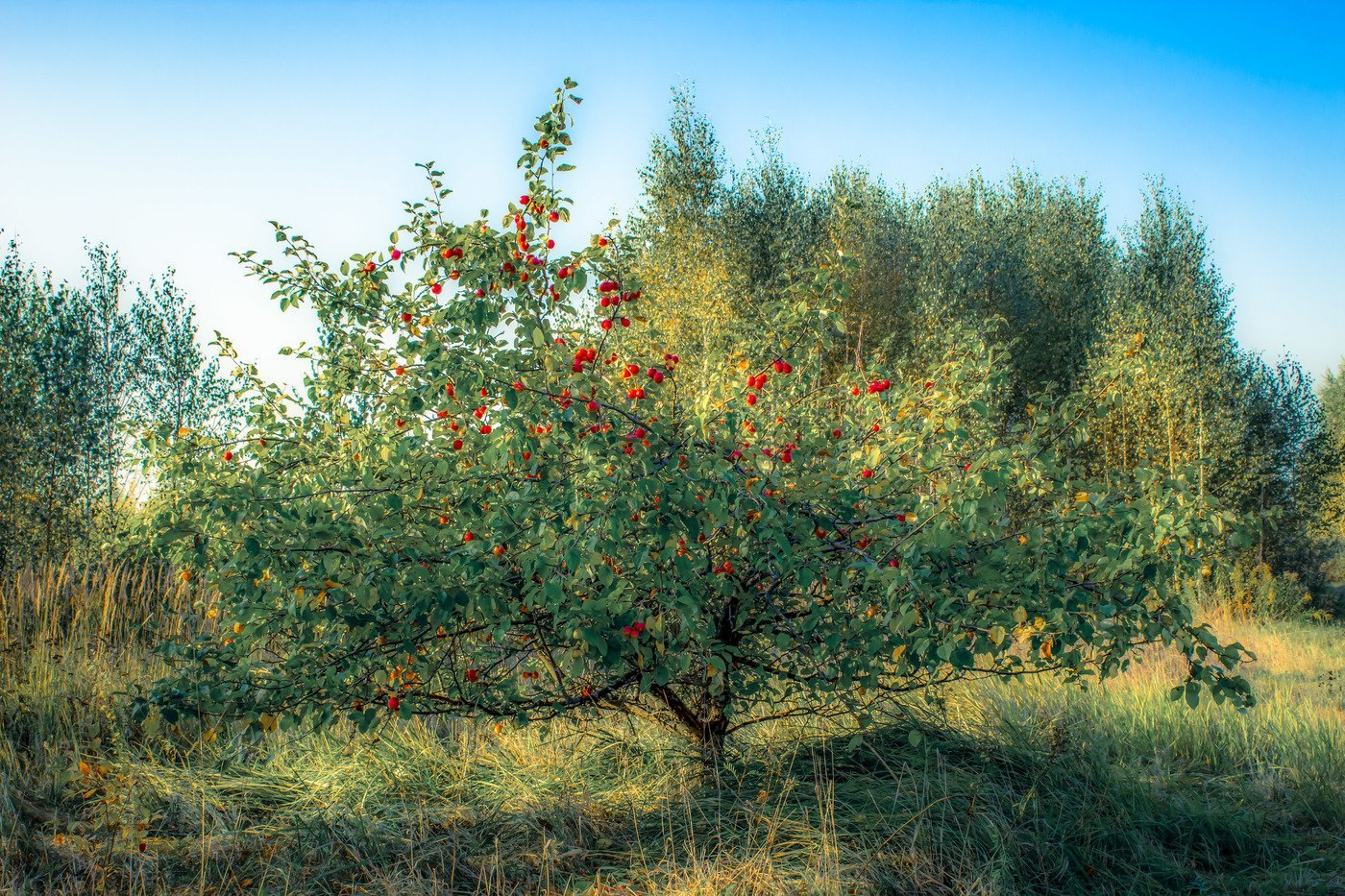 Яблоня лесная (декоративная)