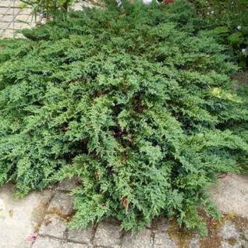 Можжевельник горизонтальный 'Прострата'  Можжевельник горизонтальный 'Прострата'