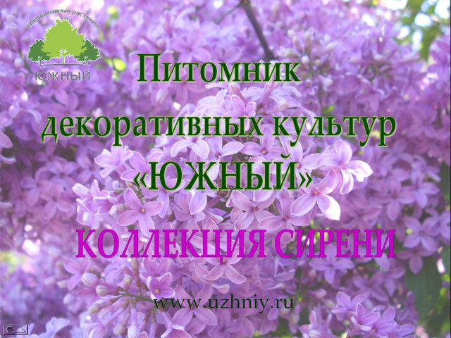 Коллекция сиреней Коллекция сиреней