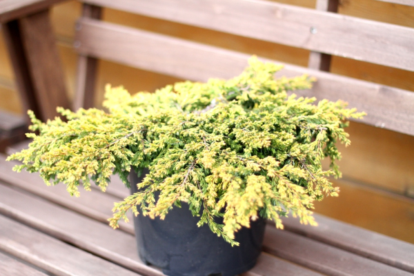 Можжевельник обыкновенный 'Голдшатц' Можжевельник обыкновенный 'Голдшатц'