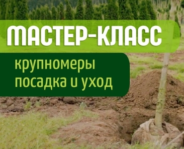 Посадка и дальнейшие уходные работы за крупномерами