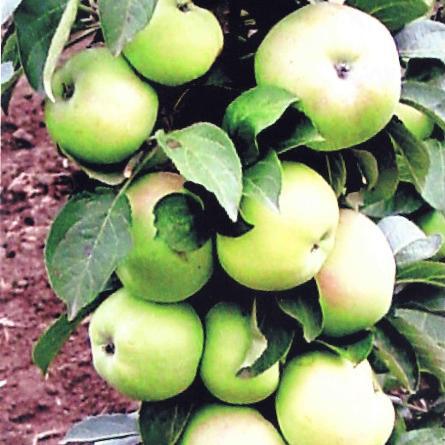 Яблоня колоновидная 'Президент' Яблоня колоновидная 'Президент'