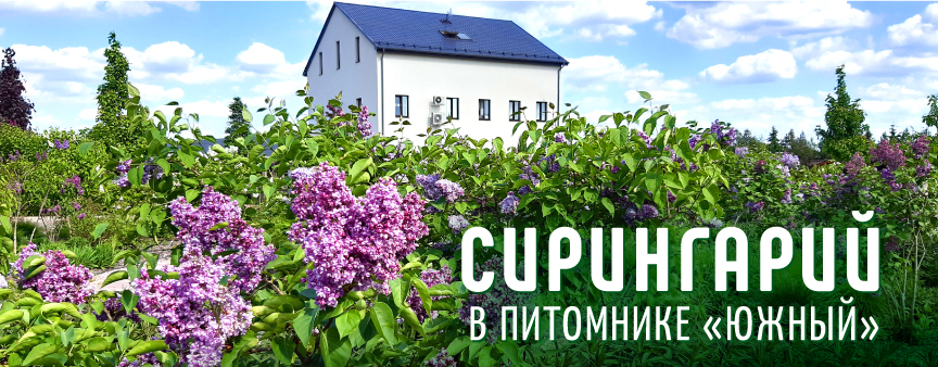 Наш сирингарий!