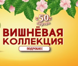 Новости Новая коллекция Вишни и Черешни 2020