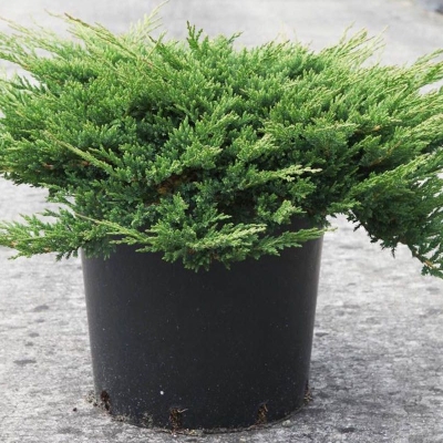 Можжевельник горизонтальный 'Принц оф Уэльс' Можжевельник горизонтальный 'Принц оф Уэльс'