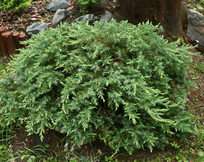 Можжевельник прибрежный 'Шлягер' Можжевельник прибрежный 'Шлягер'
