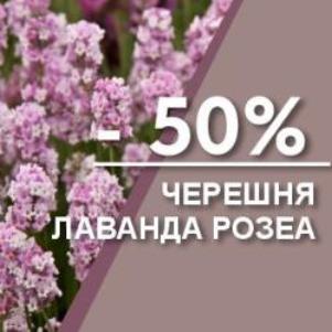 Скидка 50% на саженцы черешни и лаванды Розеа!