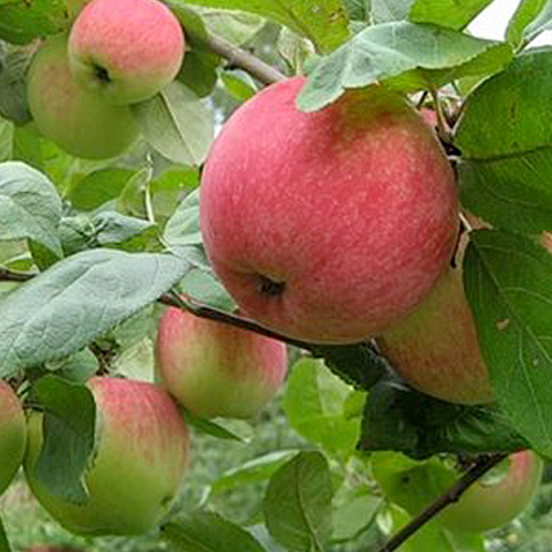 Яблоня колоновидная 'Стелла' Яблоня колоновидная 'Стелла'