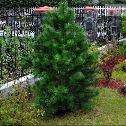 Новости Ноябрь. Растение месяца - Сосна черная (Pinus nigra)