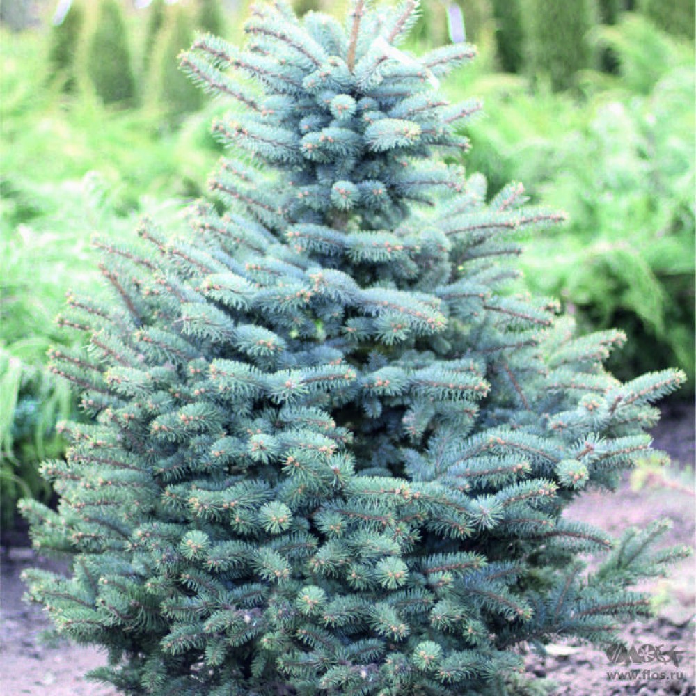 Ель сизая колючая (Picea pungens Glauca): цены, купить в Москве