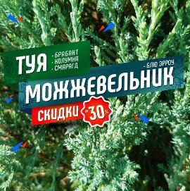 Новости Можжевельник и Туя (снижение цен)