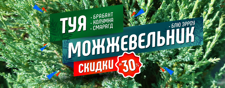 Можжевельник и Туя (снижение цен)