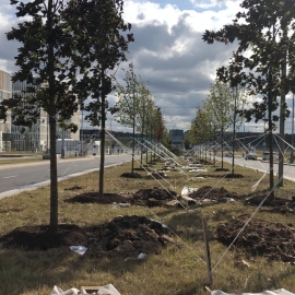 Новости Озеленение нового участка  улично-дорожной сети в п.Комунарка