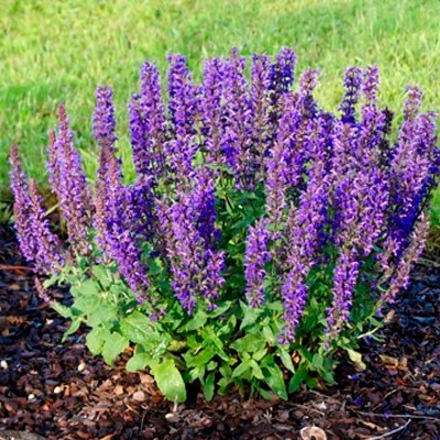 Сальвия пышная (Шалфей) 'Мерло Блю Компакт' Сальвия пышная (Шалфей) 'Мерло Блю Компакт'