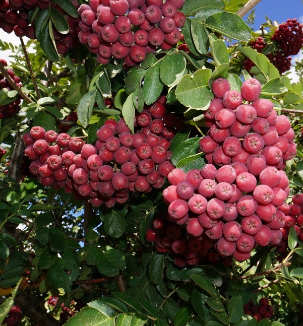 Рябина плодовая 'Гранатная' Рябина плодовая 'Гранатная'