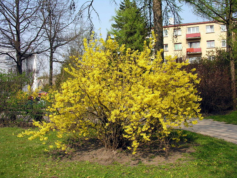 Форзиция промежуточная (средняя)