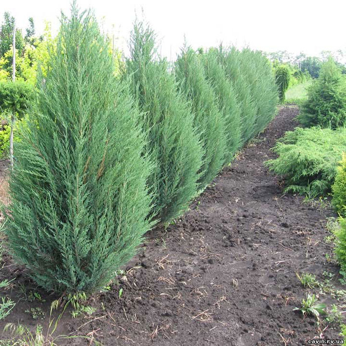 Можжевельник скальный 'Блу Арроу' Можжевельник скальный 'Блу Арроу'