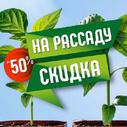 Новости Скидка на рассаду!