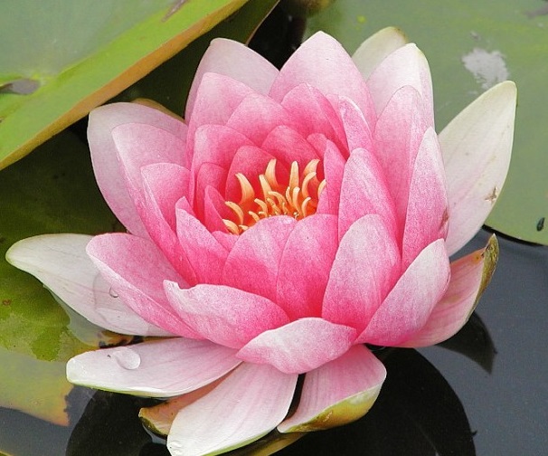 Кувшинка 'Фабиола' Кувшинка 'Фабиола'