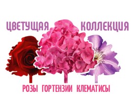 Новости Новая Цветущая коллекция
