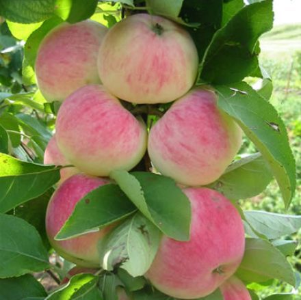 Яблоня домашняя 'Орловское Полосатое' Яблоня домашняя 'Орловское Полосатое'