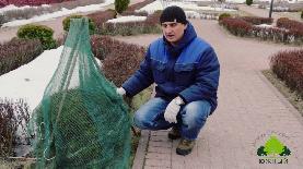 Укрытие растений в зимний период