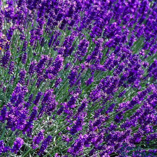 Лаванда узколистная 'Хидкот' Лаванда узколистная 'Хидкот'