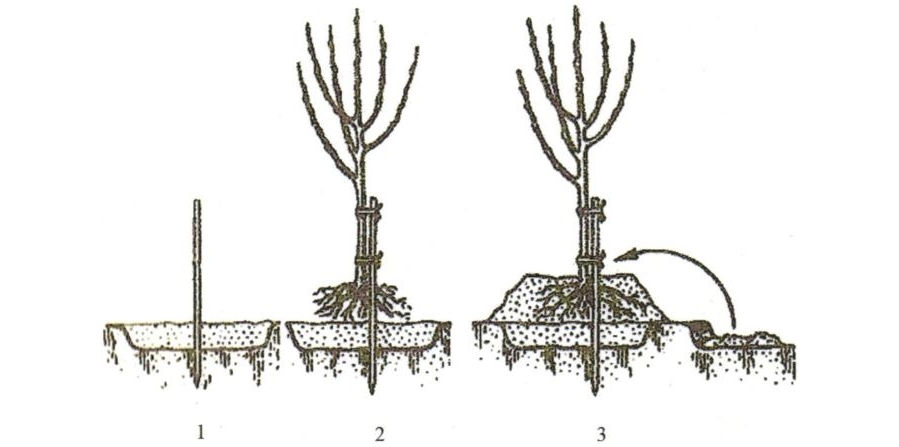 Схема посадки плодовых на клумбах
